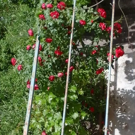 Villetta Margherita * Pigna